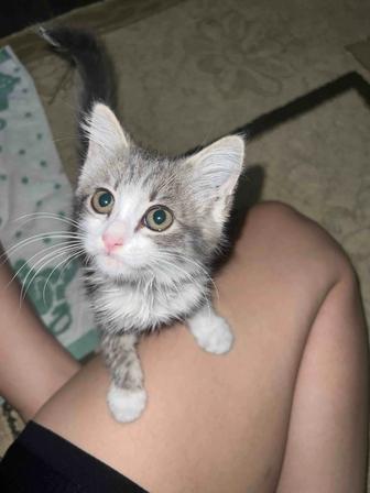 Отдаю котенка в добрые руки