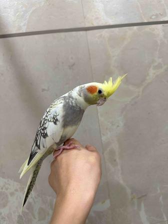 Продам попугаев