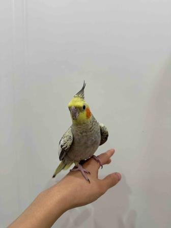 Продам попугаев