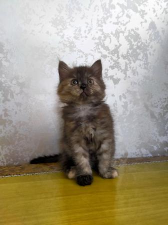 Котята британцы