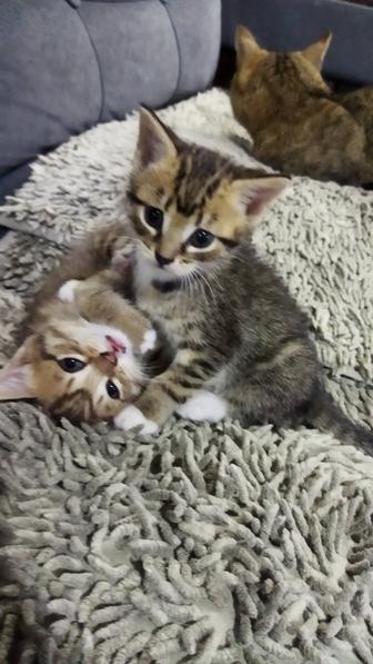 Отдам котят