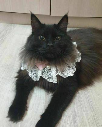 Кошка ищет дом!