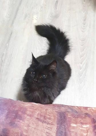 Кошка ищет дом!