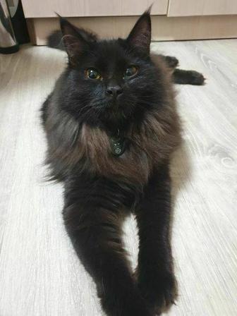 Кошка ищет дом!