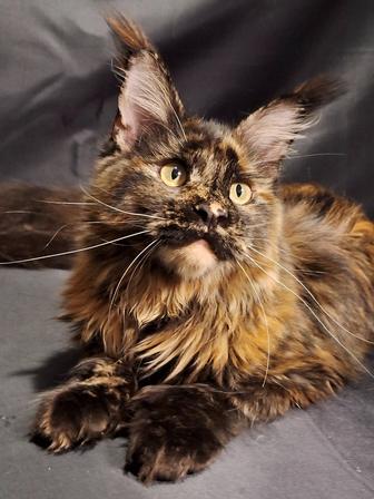 Есть рассрочка Мейн-куны из питомника