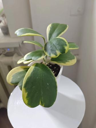 Сансевиерия Кэрри вариегатная