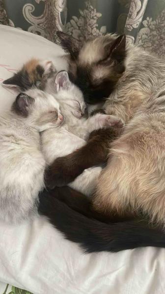 Отдам котят в заботливые добрые руки