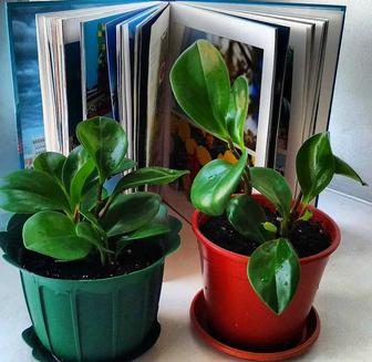 Профессиональные услуги флориста по уходу за растениями