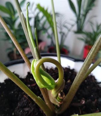 Услуги флориста