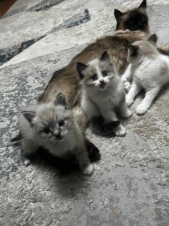 Отдам котят