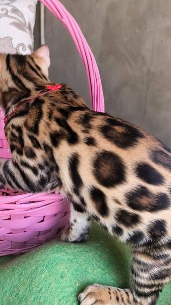 Бенгалята- котята! Для души выставок !