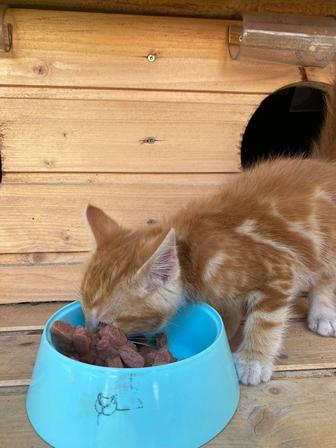 Котенок в добрые руки (срочно)