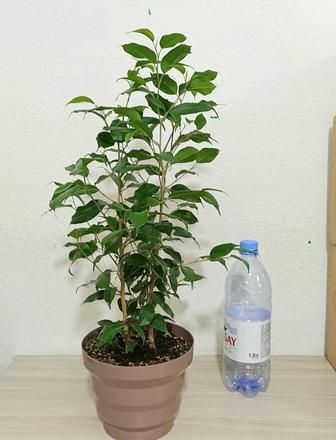 Фикус Бенжамина комнатные растения цветы денежное дерево