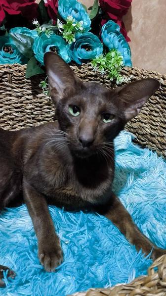 Шик ШОКОЛАД Пацанчик Ориентал