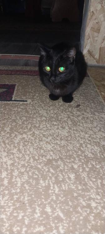 Отдам даром кошку