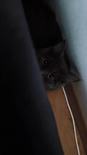 Кошка нибелунг