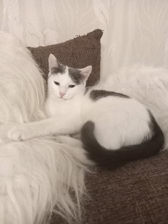 Красивая кошечка