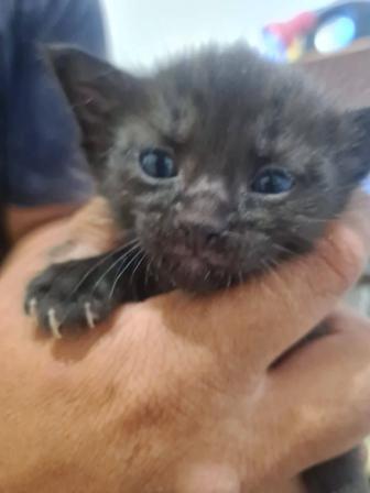 Котята добрые ласковые