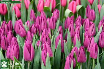 Тюльпаны к 8 марту)Оптом и розницу