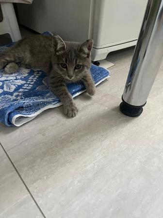 Срочно котенок в добрые руки