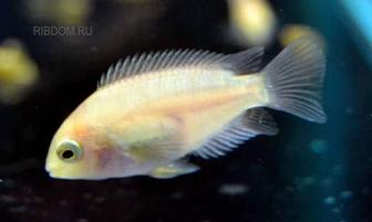 Продам фламинго альбиносы