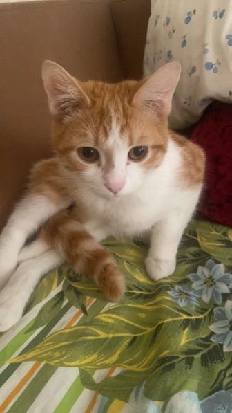 Отдам кота