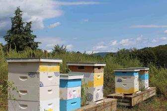 Мед с пасеки разнотравный натуральный