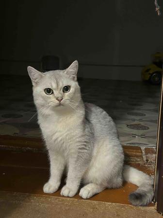 Ищем кошечку на вязку