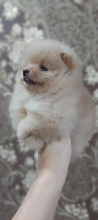 Шпицы щенки