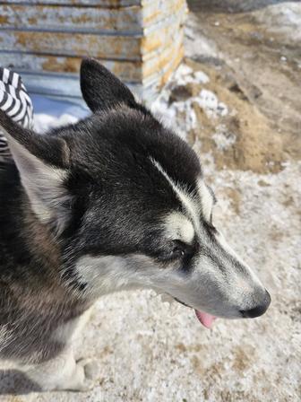 Найдена собака