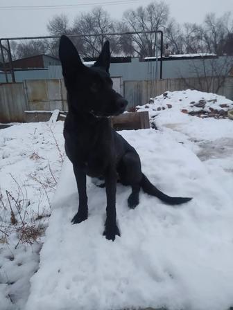 Восточно-европейская овчарка, сука, 3 года, с документами