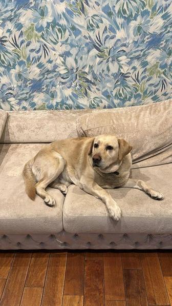 Пропала собака