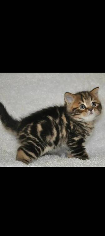 Котята плюшевые медвежата