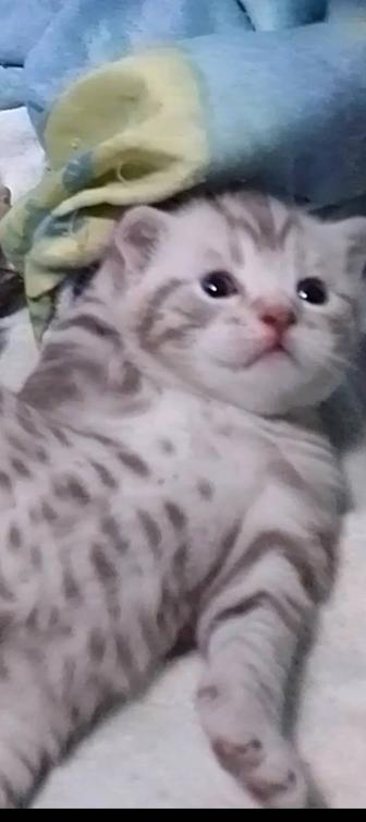 Котята плюшевые медвежата