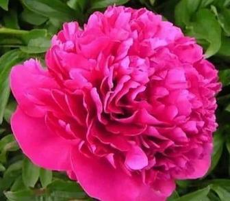 Пион Феликс Краусс