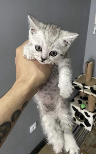 Породистый котенок