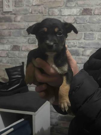 Щенки в хорошие руки