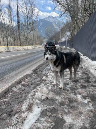 Замечен пес хаски