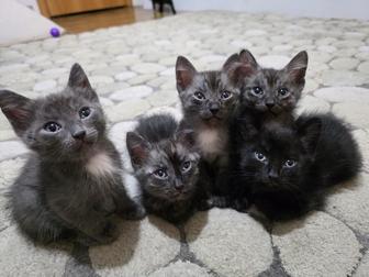 Отдам котят