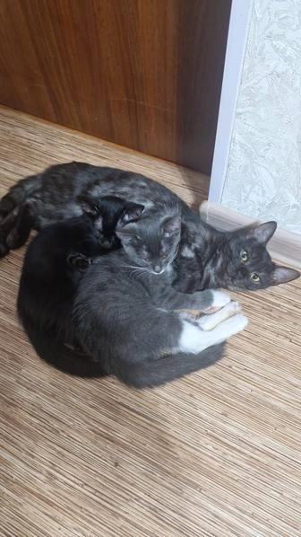 Отдам даром животные кошки