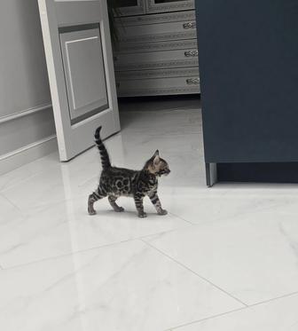 Котенок