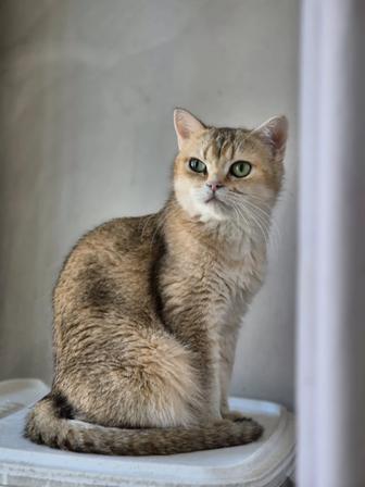В добрые руки кошечка шиншилла
