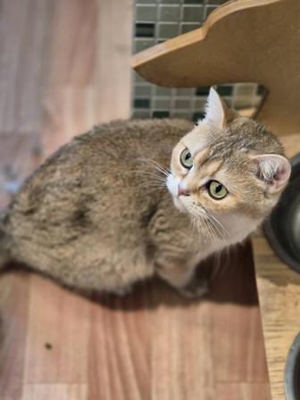 В добрые руки кошечка шиншилла