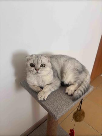 Продается шотландская шиншилла