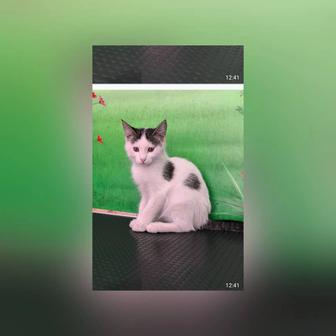 В самые ответственные руки котята