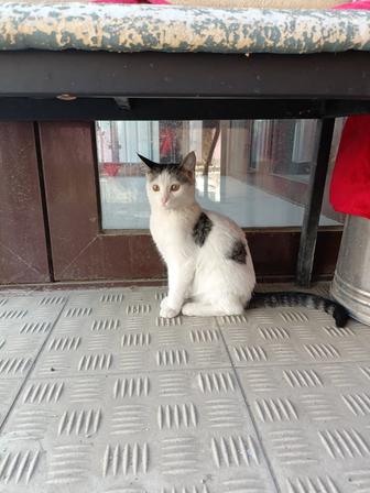 В самые ответственные руки котята