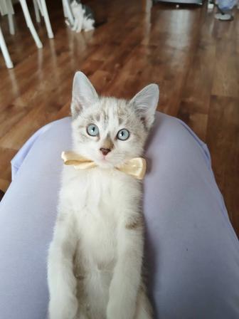 Котенок