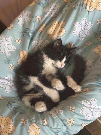 Отдаем котенка мальчик