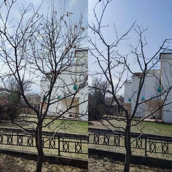 Санитарная обрезка плодовых деревьев