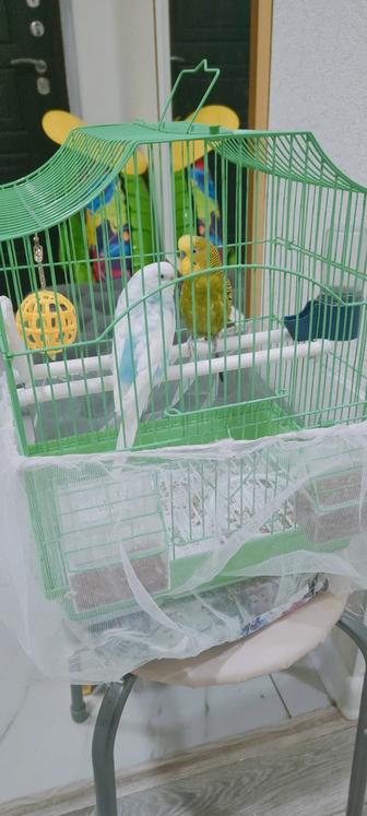 Продам двух разнополых попугаев с клеткой